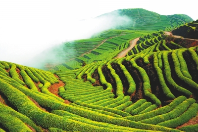 湘潭县林业局：省林业局油茶办来湘潭县调研油茶产业发展